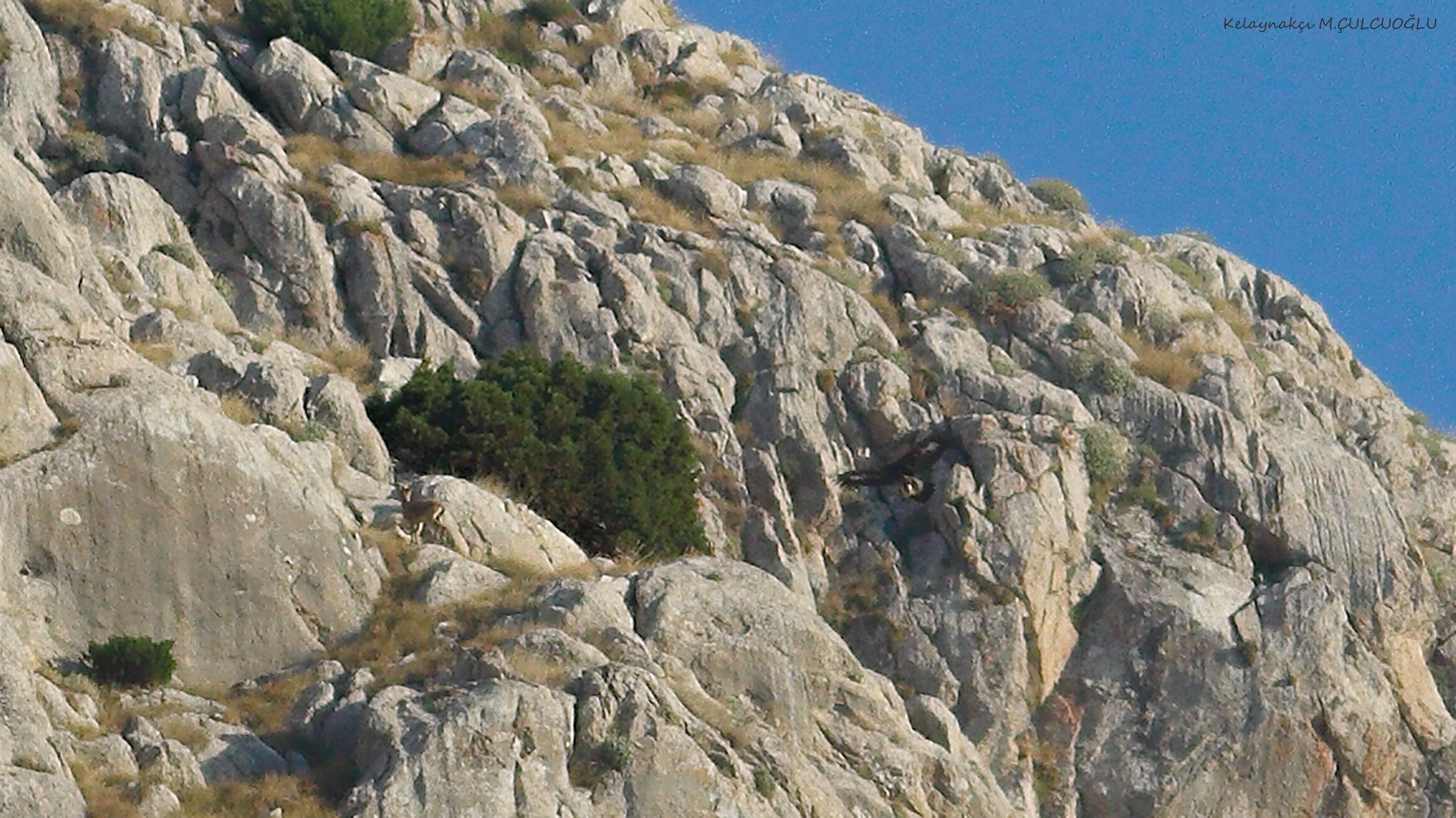 Golden Eagle — Ana fotoğraf
